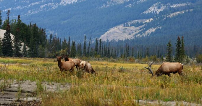 Four Rocky Mountain elk, bulls and cows, graze in mountain meadow, Alberta, Canada.