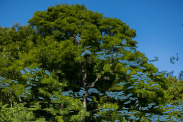 Fototapeta premium Durham England: 2022-06-07: Refelction on water, river wear with lush green trees