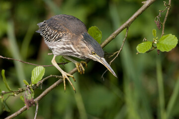 Green Heron, Groene Reiger, Butorides virescens