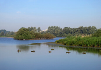 Nestvlotjes Zwarte Stern, Ooijpolder, Nederland; Articifial nests Black Terns, Netherlands