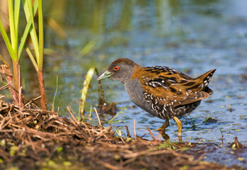 Kleinst Waterhoen; Baillon's Crake; Porzana pusilla