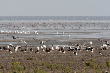 Vogels op Waddenzee, Birds at Wadden Sea