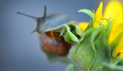 Schnecke auf Sonnenblume
