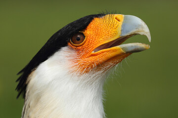 Portrait of a Crested Caracara calling out loud
