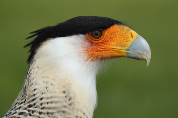 Obraz premium Portrait of a Crested Caracara against a green background 
