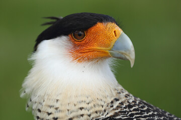 Portrait of a Crested Caracara against a green background

