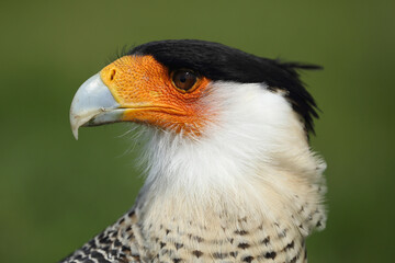 Portrait of a Crested Caracara against a green background
