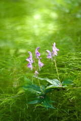 Wolf's-bane in the meadow