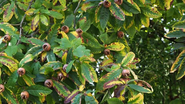 Medlar fruit Mespilus germanica on a branch