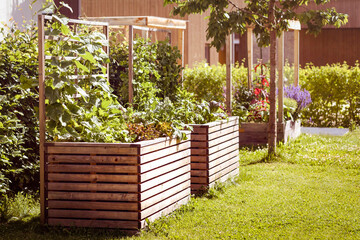 Urban gardening: Growing Fresh Vegetables and Herbs on Humus soil in Garden Raised bed. Fresh...