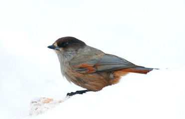 Taigagaai, Siberian Jay, Perisoreus infaustus