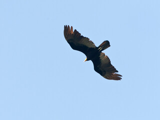 Grote Geelkopgier, Greater Yellow-headed Vulture, Cathartes melambrotus