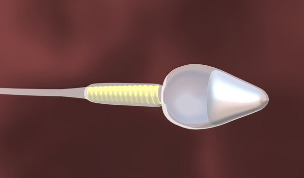 「配偶子」の画像 2,292 件の Stock 写真、ベクターおよびビデオ Adobe Stock