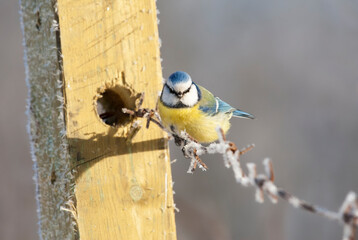 Pimpelmees, Blue Tit, Cyanistes caeruleus