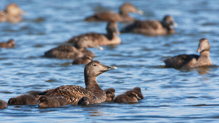 Eider, Common Eider