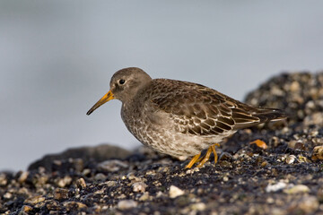 Purple Sandpiper, Paarse Strandloper, Calidris maritima