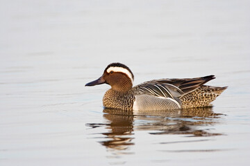 Garganey, Zomertaling, Anas querquedula