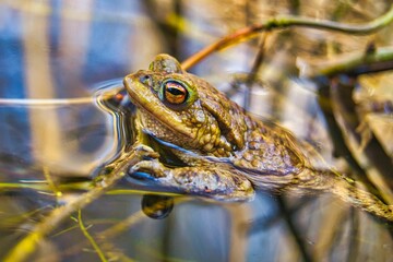 Krötenwanderung, Kröten, Frösche, Natur, Naturschauspiel