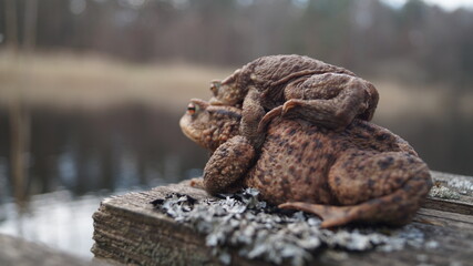 Krötenwanderung, Kröten, Frösche, Natur, Naturschauspiel