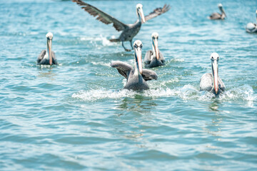 pelicans on the water surface of the ocean