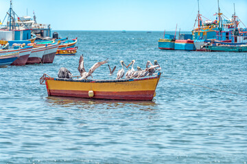 Obraz premium pepelicans on a fishing boat on the seashore