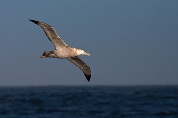 Fototapeta na wymiar Grote Albatros, Snowy (Wandering) albatross, Diomedea (exulans) exulans