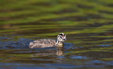 Fuut, Great Crested Grebe, Podiceps cristatus