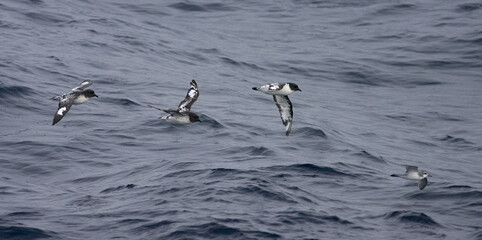 Cape Petrel, Kaapse Stormvogel, Daption capense