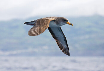 Kuhls pijlstormvogel, Cory's Shearwater, Calonectris diomedea