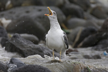 Atlantic Yellow-legged Gull, Atlantische Geelpootmeeuw, Larus michahellis atlantis