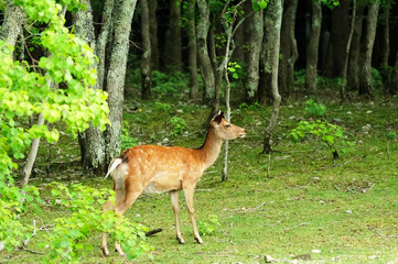 deer at nara park in spring