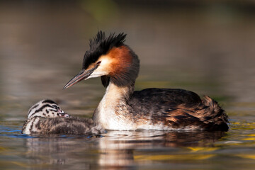 Fuut, Great Crested Grebe, Podiceps cristatus