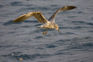 Atlantic Yellow-legged Gull, Atlantische Geelpootmeeuw, Larus michahellis atlantis