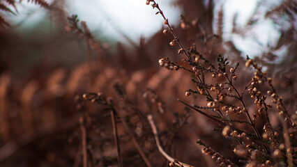 Bruyères sauvages, dans la forêt des Landes de Gascogne