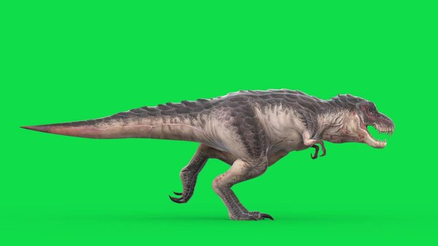 TRex Tyrannosaurus Green Screen Runcycle Jurassic Loop 3D Animations Rendering CGI