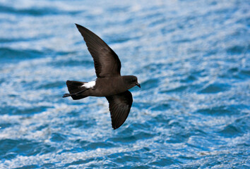 Wilsons Stormvogeltje, Wilsons Storm-petrel, Oceanites oceanicus