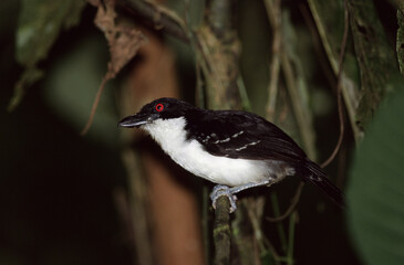 Great Antshrike, Grote Mierklauwier, Taraba major
