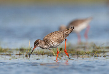 Tureluur, Common Redshank, Tringa totanus