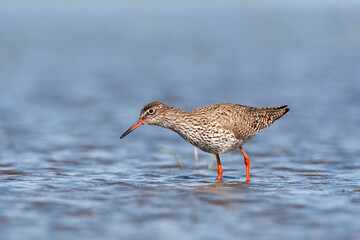 Tureluur, Common Redshank, Tringa totanus