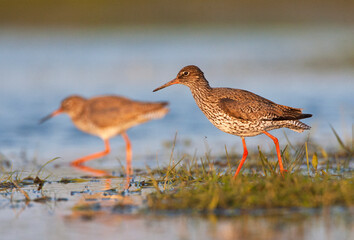 Tureluur, Common Redshank, Tringa totanus