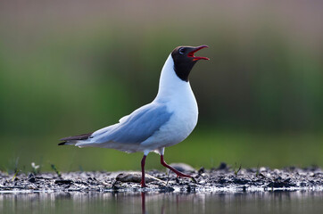 Kokmeeuw, Black-headed Gull, Chroicocephalus ridibundus