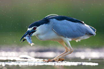 Kwak, Nycticorax nycticorax, Black-crowned Night Heron