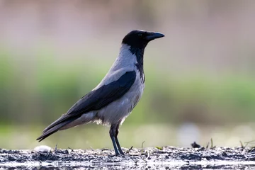 Fotobehang Bonte Kraai, Hooded Crow, Corvus cornix © Marc