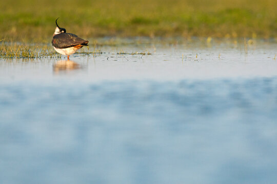 Kievit, Northern Lapwing, Vanellus vanellus