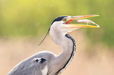 Blauwe Reiger, Grey Heron, Ardea cinerea