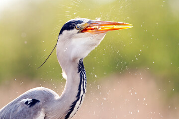 Blauwe Reiger, Grey Heron, Ardea cinerea