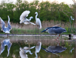 Kwak, Black-crowned Night Heron, Nycticorax nycticorax