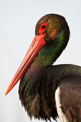 Zwarte Ooievaar, Black Stork, Ciconia nigra
