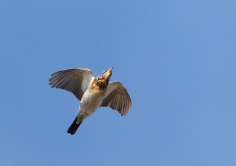 Kramsvogel, Fieldfare, Turdus pilaris