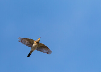 Kramsvogel, Fieldfare, Turdus pilaris